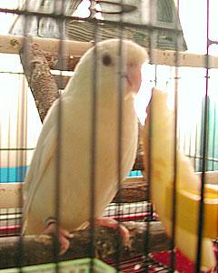 sheena