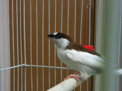 7gatu