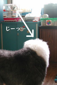 コンテ1