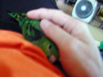 あまえんぼなおちゃん