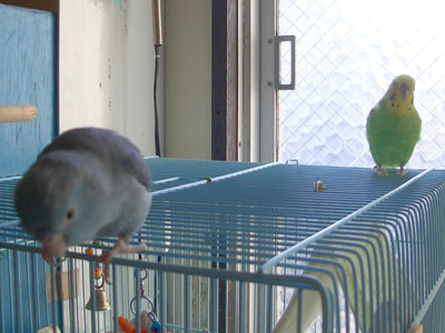 珍しい組み合わせ サザナミインコのramona