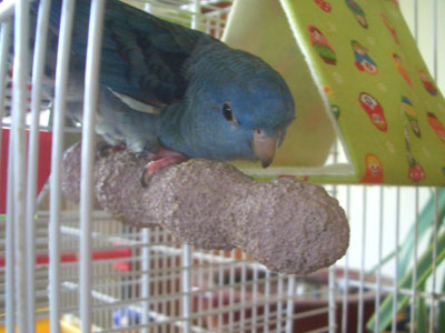 ramo1