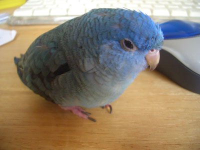 neru1