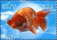 金魚