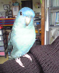 ramo