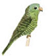 pajaro46