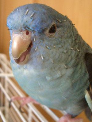 ramo