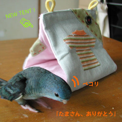 TENT NEW2