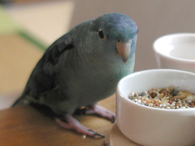 ramo