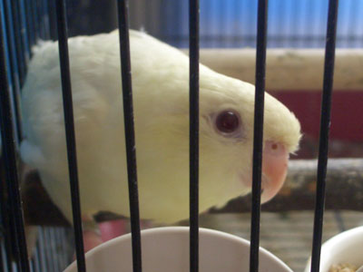 sheena