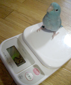 scale