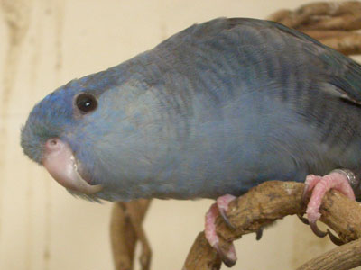 kuchibashi