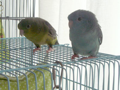 f06