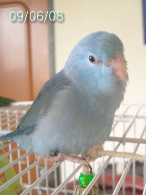 susu