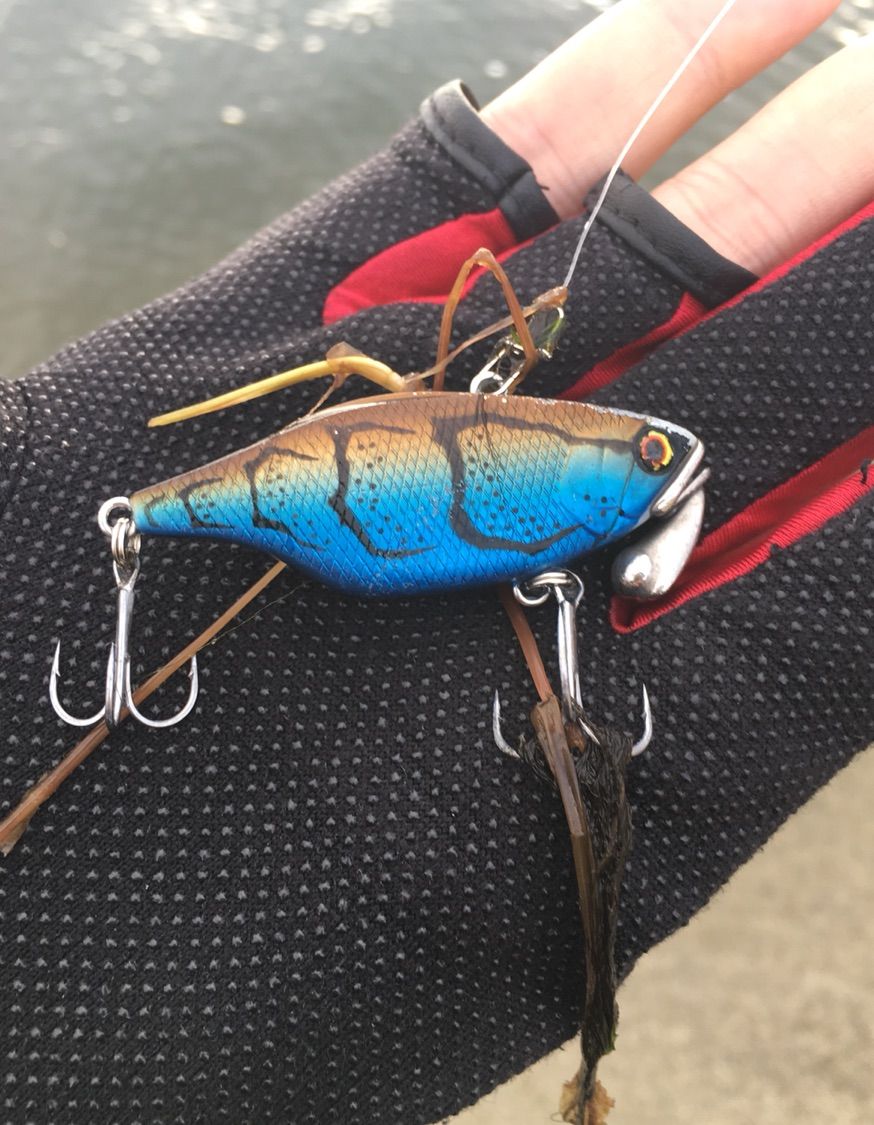 釣行 バス釣り初心者sの琵琶湖でおかっぱり 釣行 バス釣り初心者sの琵琶湖でおかっぱり