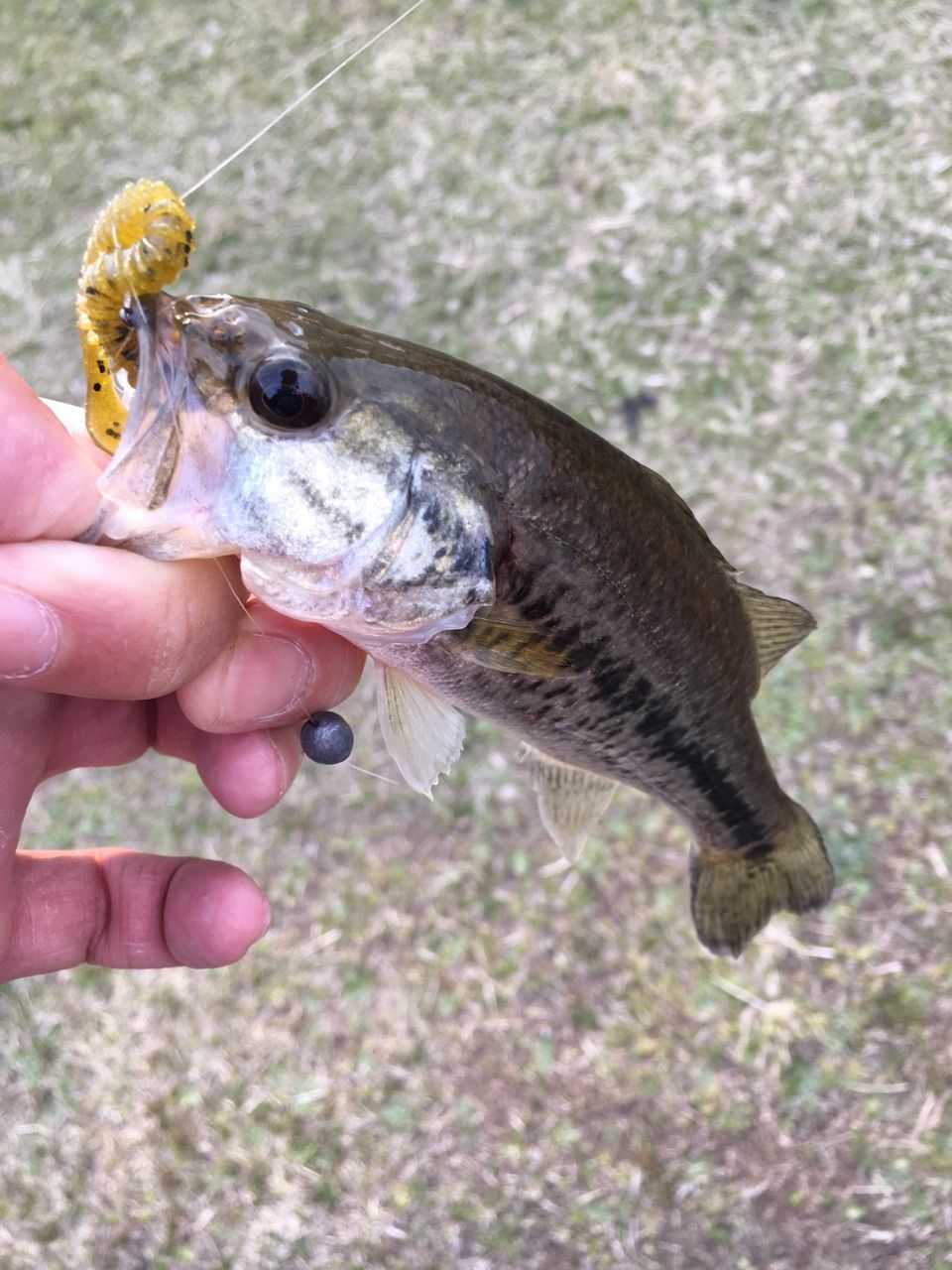 元のバス 釣り 動画 琵琶湖 すべての魚の画像 元のバス 釣り 動画 琵琶湖 すべての魚の画像