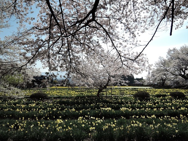 DSCN1233_R