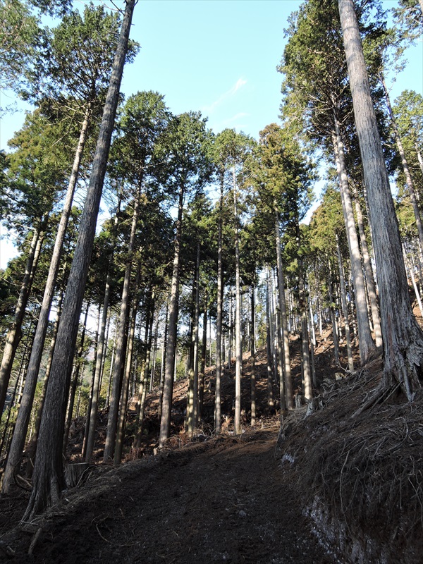 DSCN4542_R