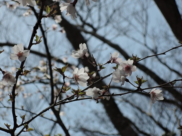 DSCN4885_R
