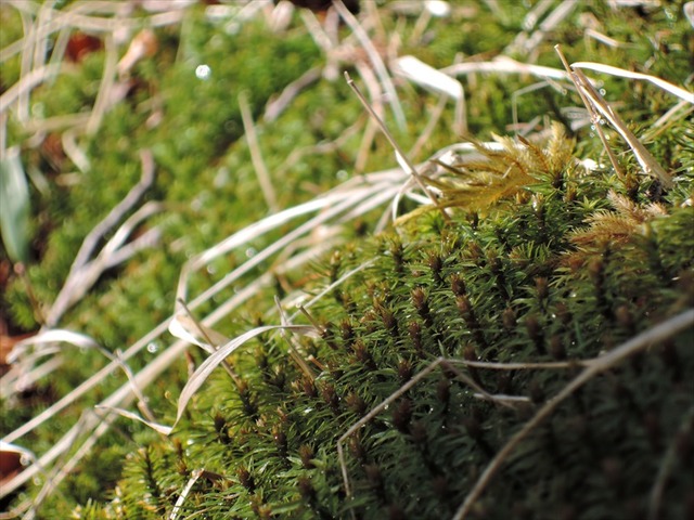 DSCN0569_R