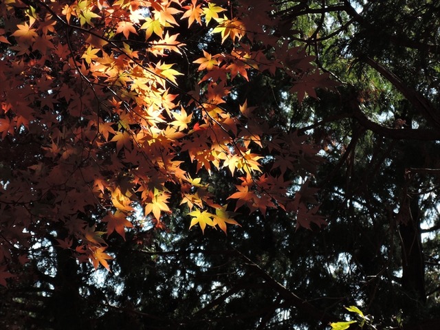 DSCN9151_R