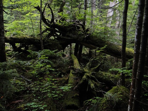 DSC08186_R
