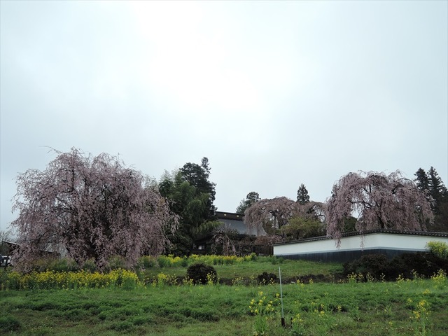 DSCN1083_R