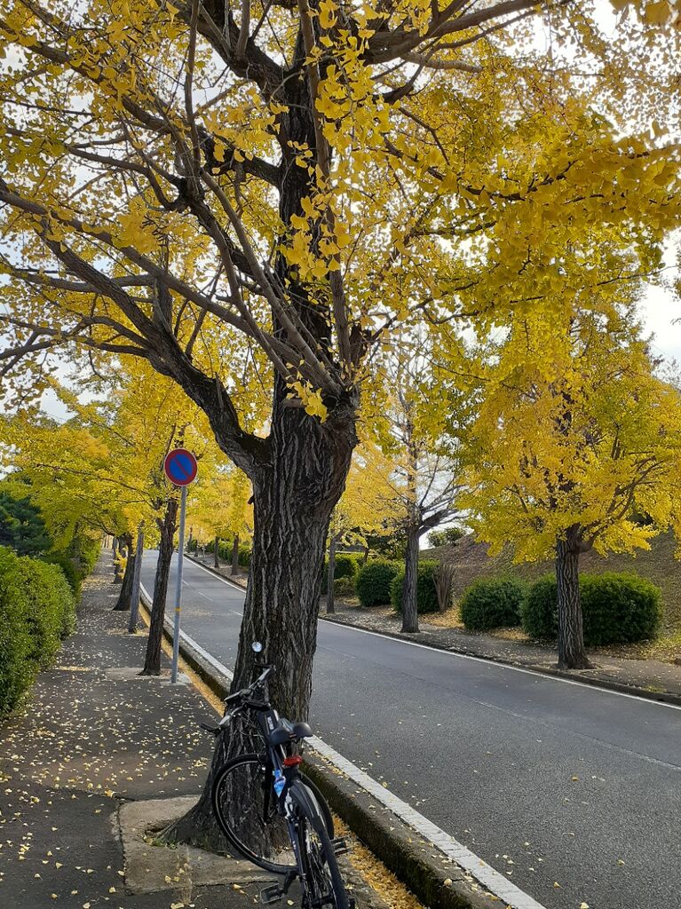 Trek Fx3 秋の訪れ名古山霊園へ Kenのblog Trek Fx3 秋の訪れ名古山霊園へ Kenのblog