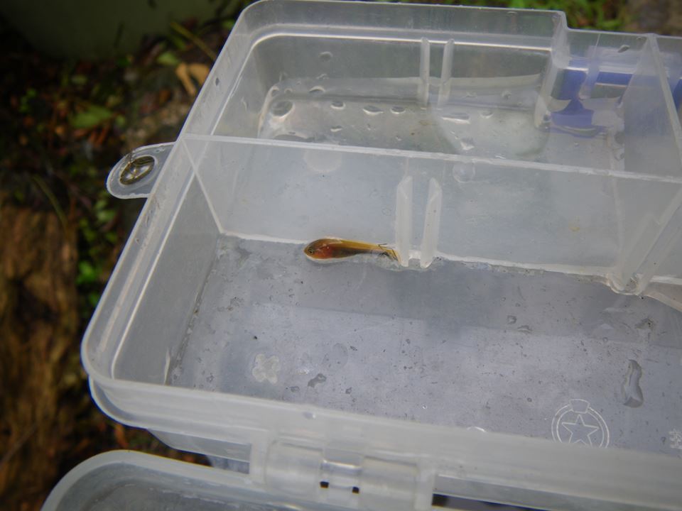 雷魚の稚魚 本日 快晴 On マメぞー