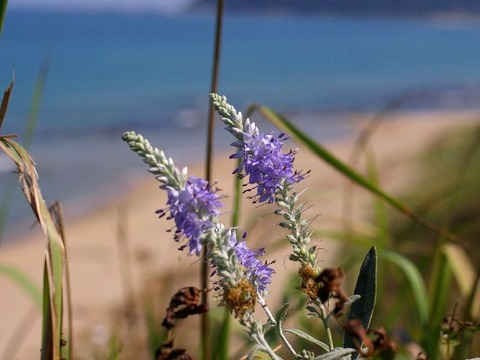 トウテイランsk　0914