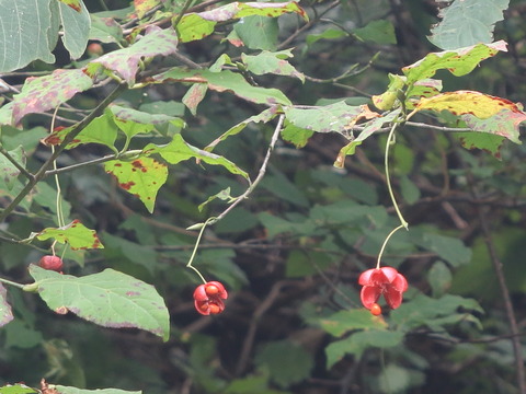 美斑紋。特大 山採りツリバナマユミ3.2M(鉢底から) ツリバナマユミ6号