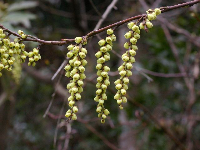 キブシ(キフシ) : 京都・丹後の山野草 図鑑