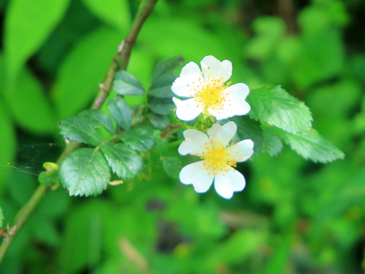 ノイバラ ノバラ 京都 丹後の山野草 図鑑 Sc Tango