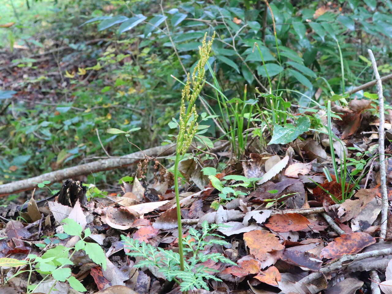 斑入冬の花蕨、フユノハナワラビ、古典園芸、検索、マツバラン
