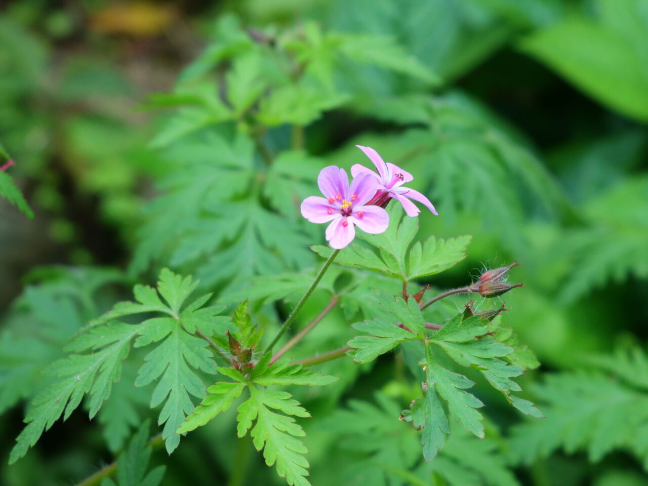 シュクロの意味