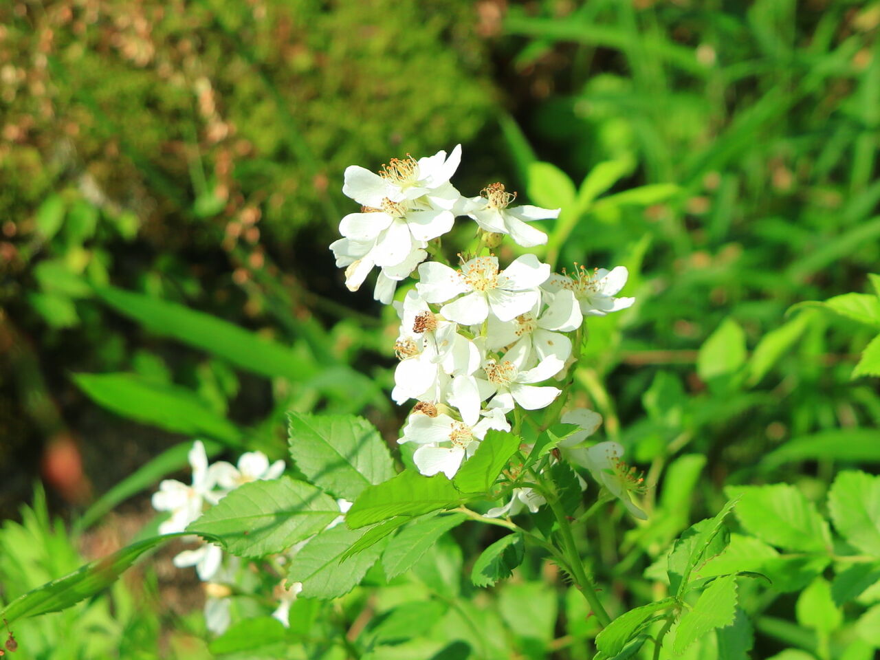 ノイバラ ノバラ 京都 丹後の山野草 図鑑 Sc Tango