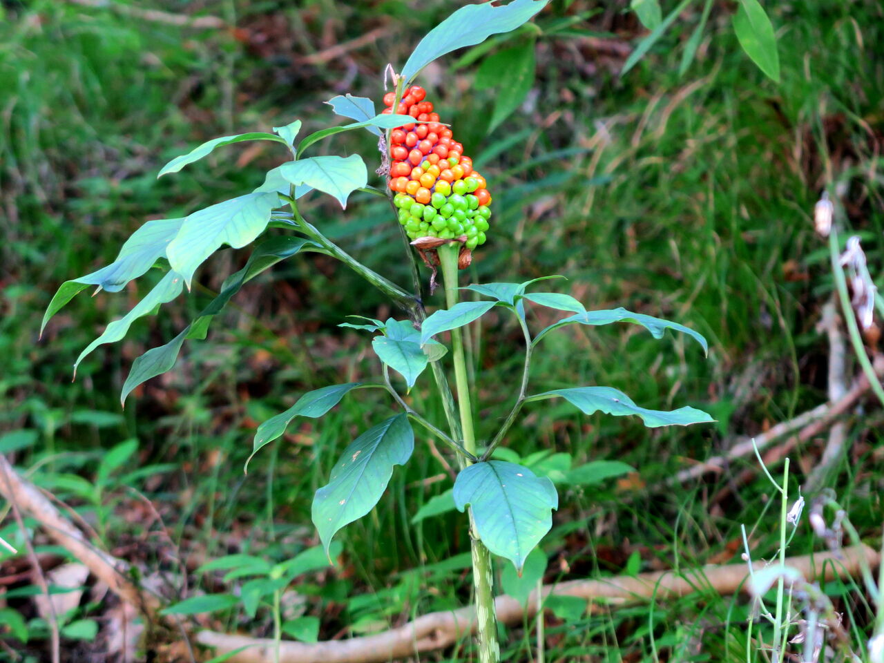 マムシグサ 総称 実 京都 丹後の山野草 図鑑 Sc Tango