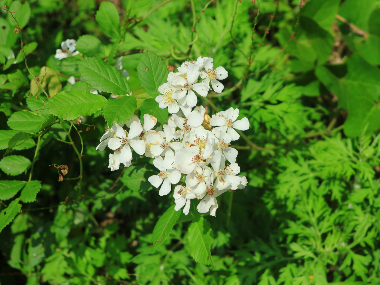 ノイバラ ノバラ 京都 丹後の山野草 図鑑 Sc Tango