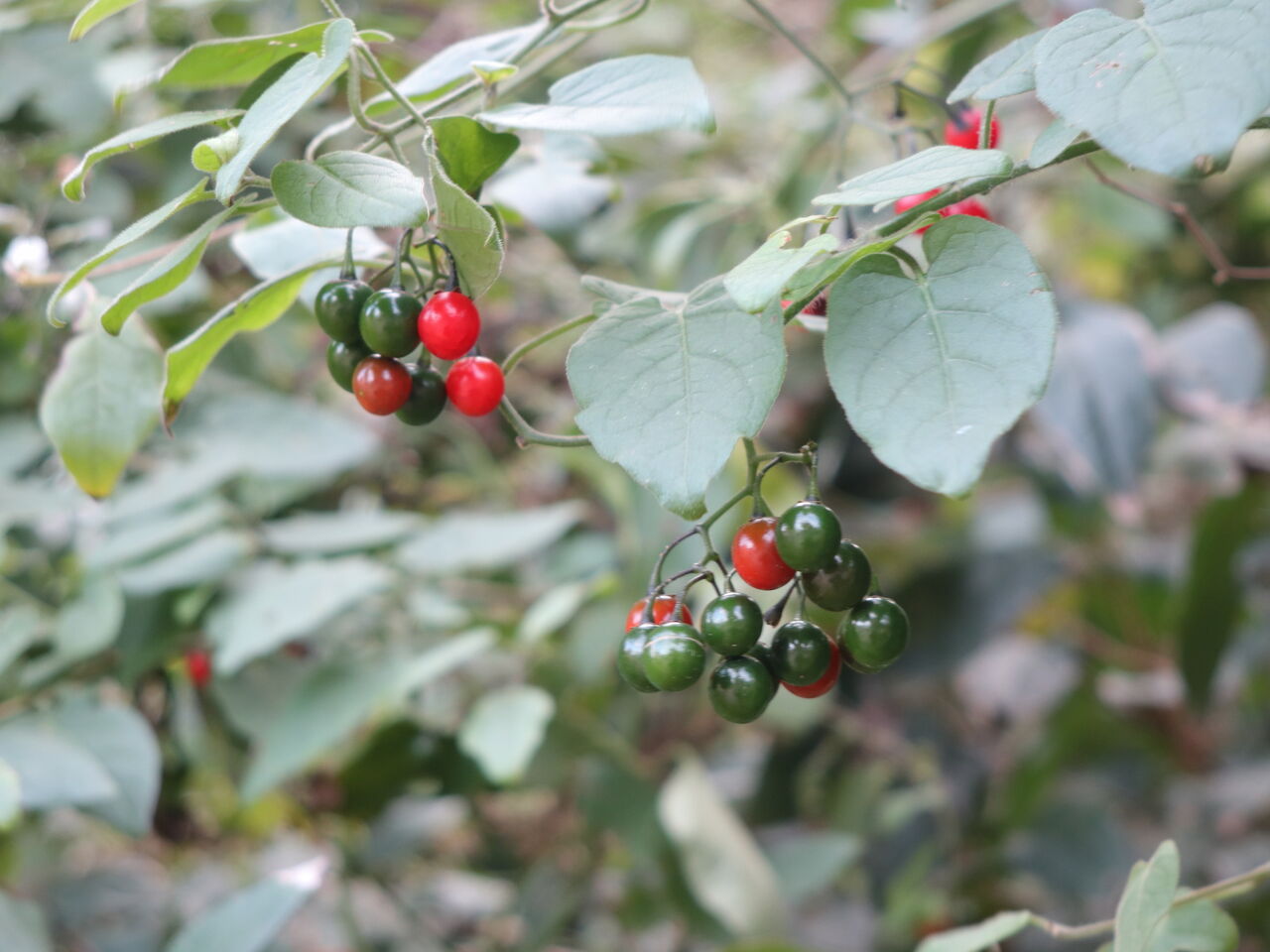 イヌホオズキ バカナス 実 京都 丹後の山野草 図鑑 Sc Tango
