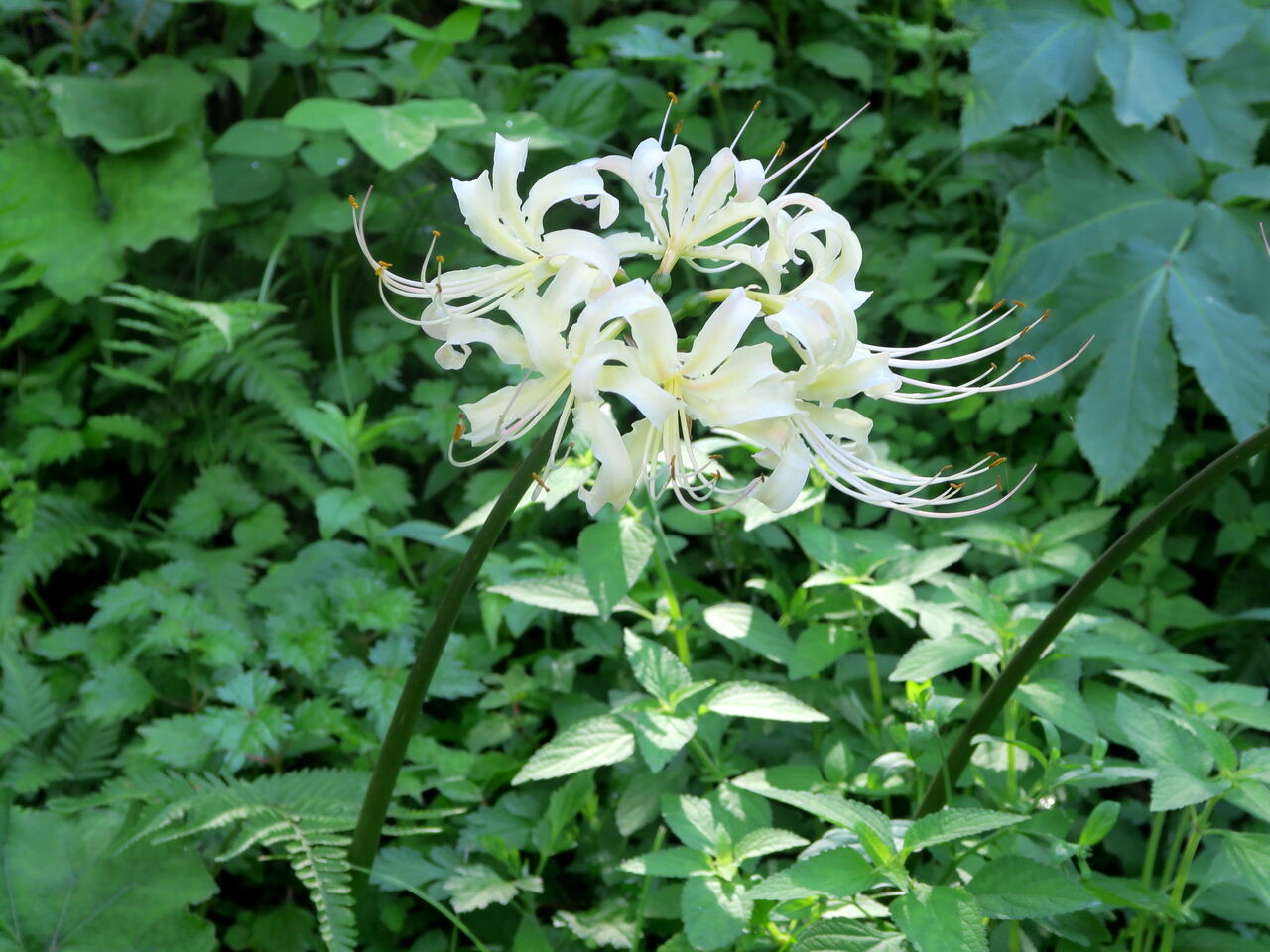 シロバナマンジュシャゲ シロバナヒガンバナ 京都 丹後の山野草 図鑑 Sc Tango