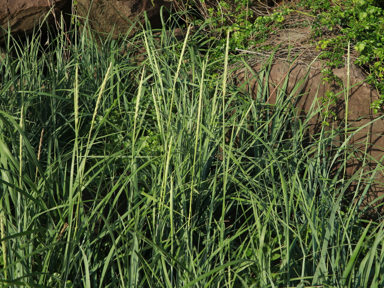 ハマニンニク テンキグサ 京都 丹後の山野草 図鑑 Sc Tango