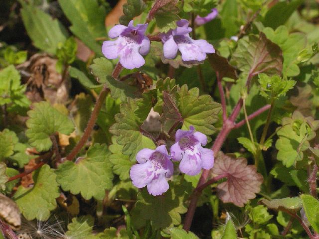 カキドオシ カントリソウ 京都 丹後の山野草 図鑑 Sc Tango カキドオシ カントリソウ 京都 丹後の山野草 図鑑 Sc Tango