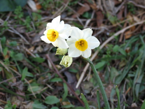 スイセン 0304_pym_239