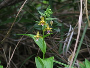 カキラン pym_0626_509