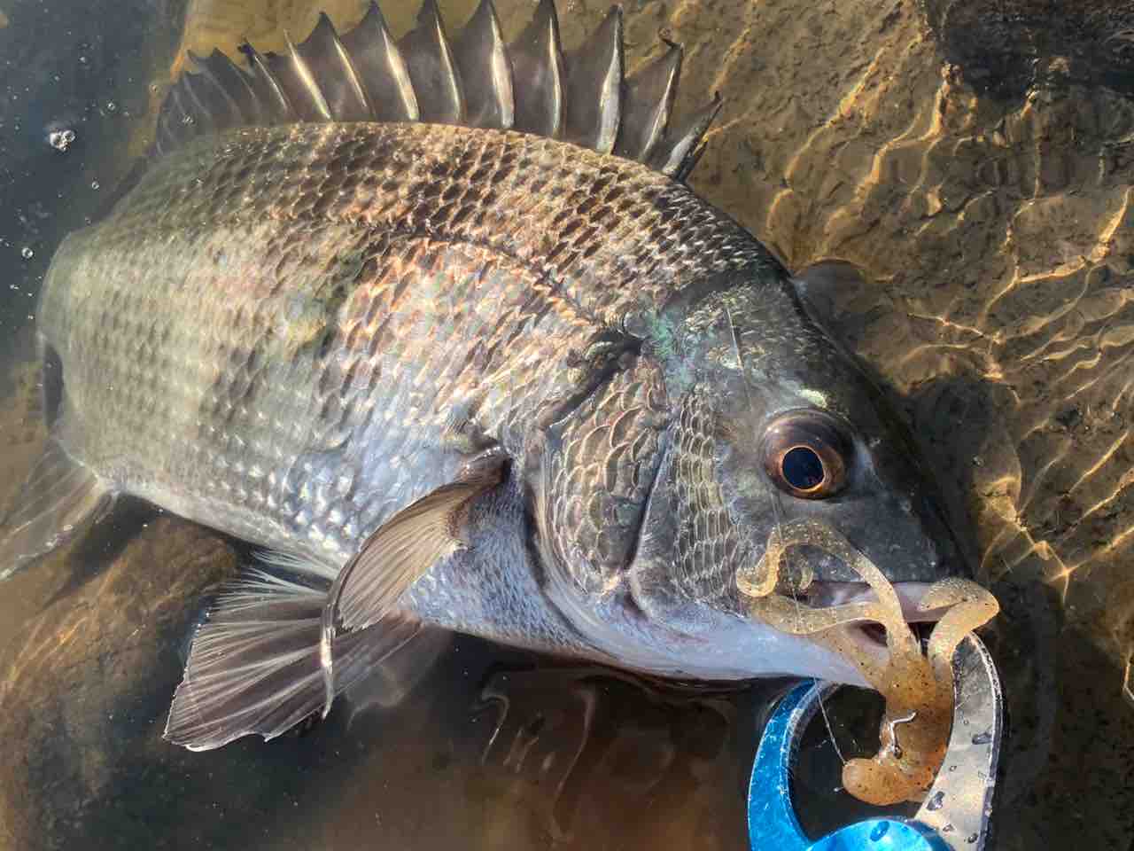 再浮上 チニングスタイルの変化 釣太郎のキャッチ イート 再浮上 チニングスタイルの変化 釣太郎のキャッチ イート