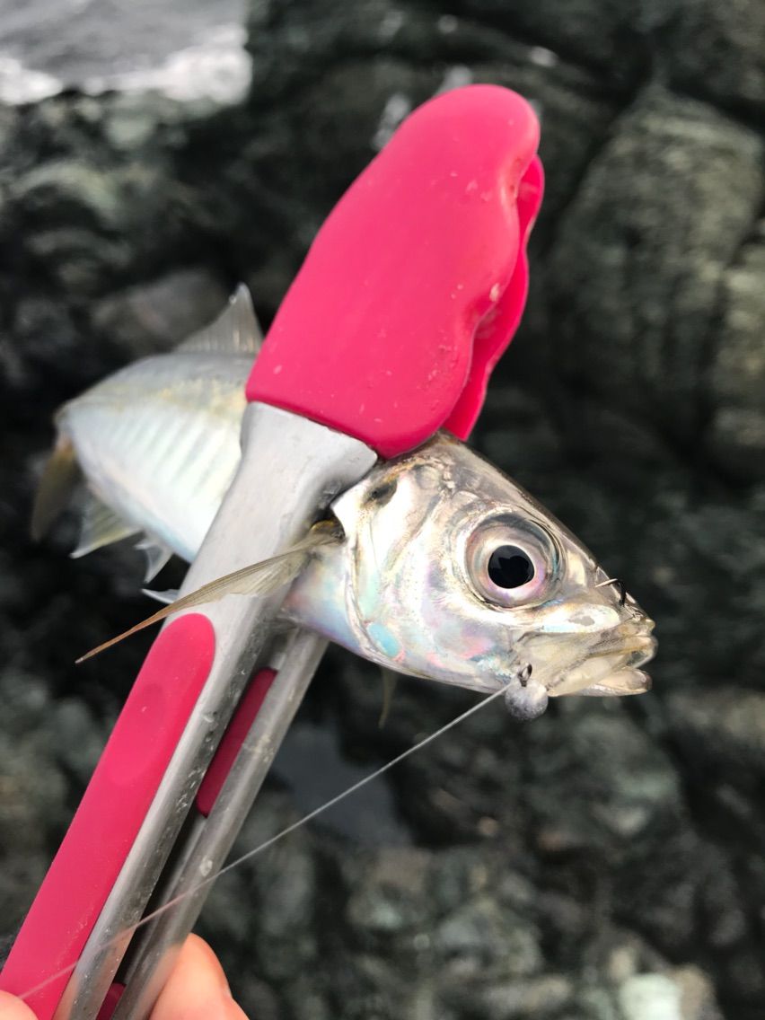 初釣り アジングの強風対策にスプリット 釣太郎のキャッチ イート 初釣り アジングの強風対策にスプリット 釣太郎のキャッチ イート