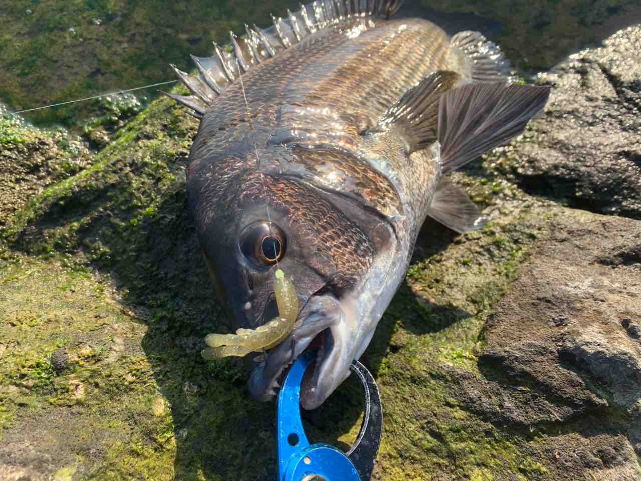 再浮上 チニングスタイルの変化 釣太郎のキャッチ イート 再浮上 チニングスタイルの変化 釣太郎のキャッチ イート