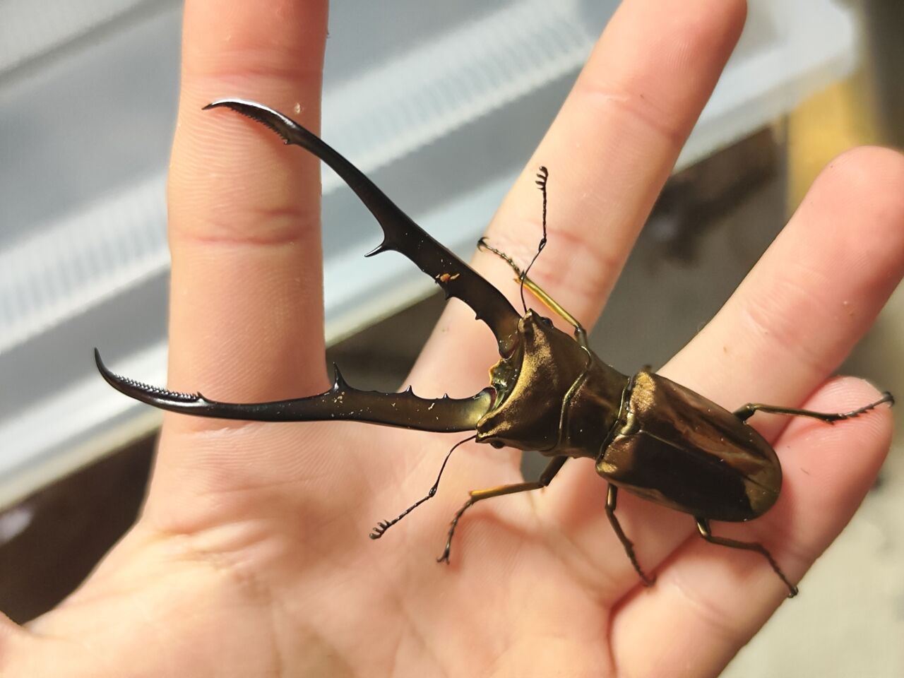 特大メタリフェルホソアカクワガタペレン島