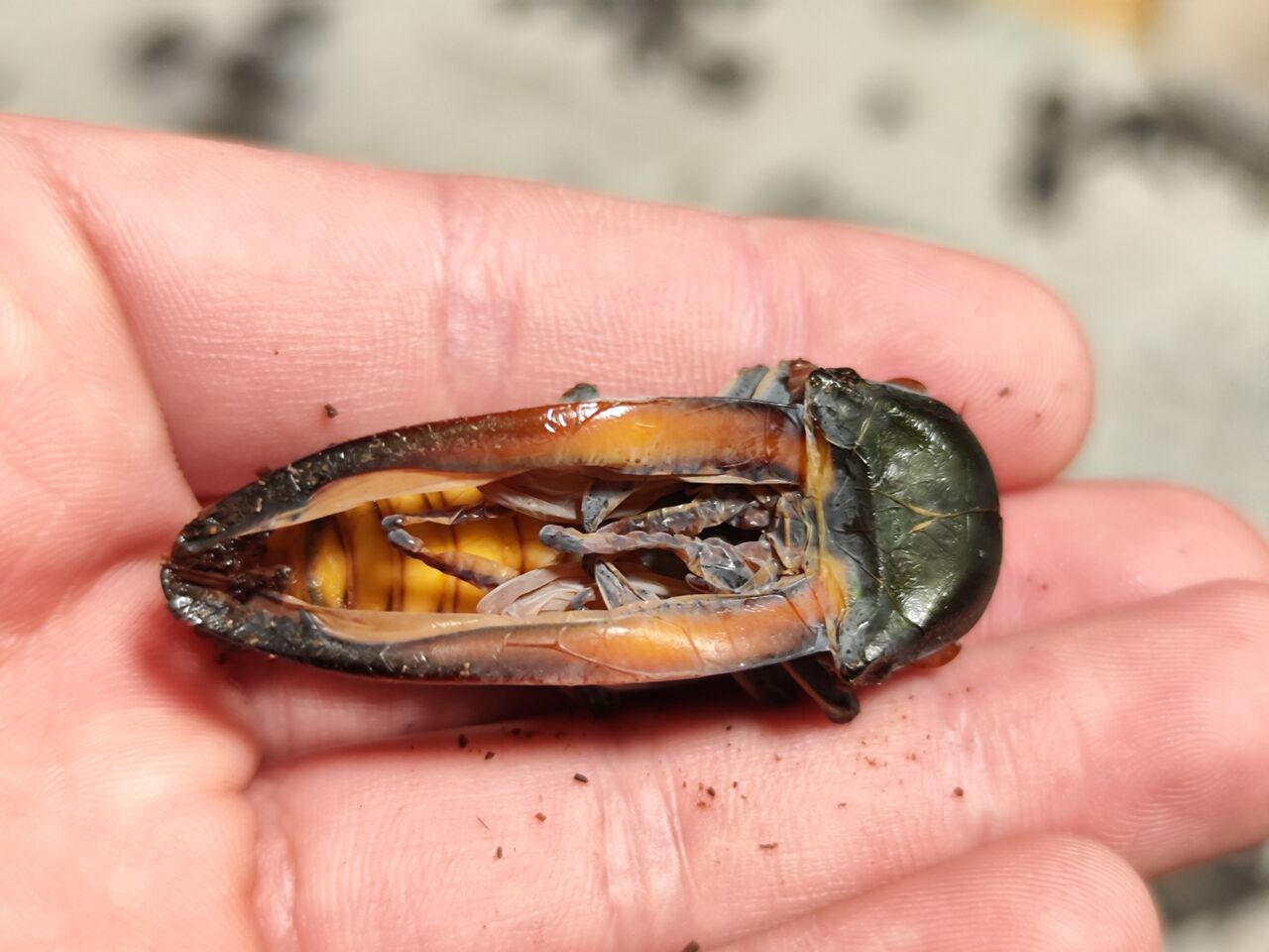 チュウホソアカクワガタ 飼育記 2022-2023 完 : コガネムシ上科の家