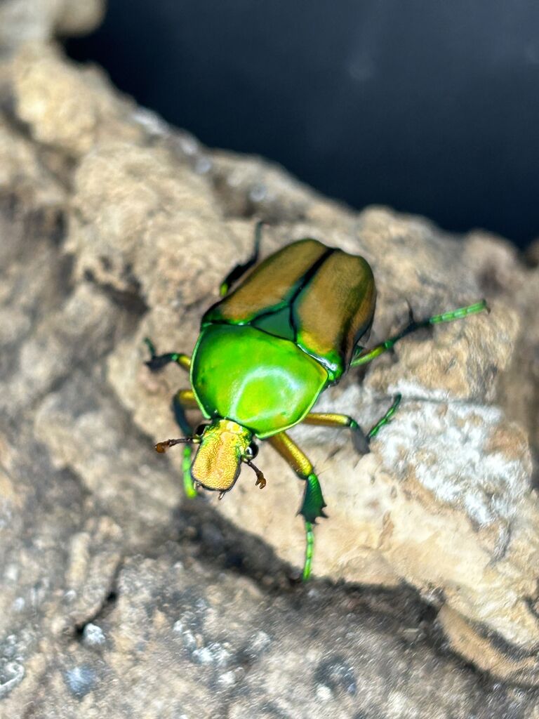 キヌツヤカナブン 飼育記 : コガネムシ上科の家